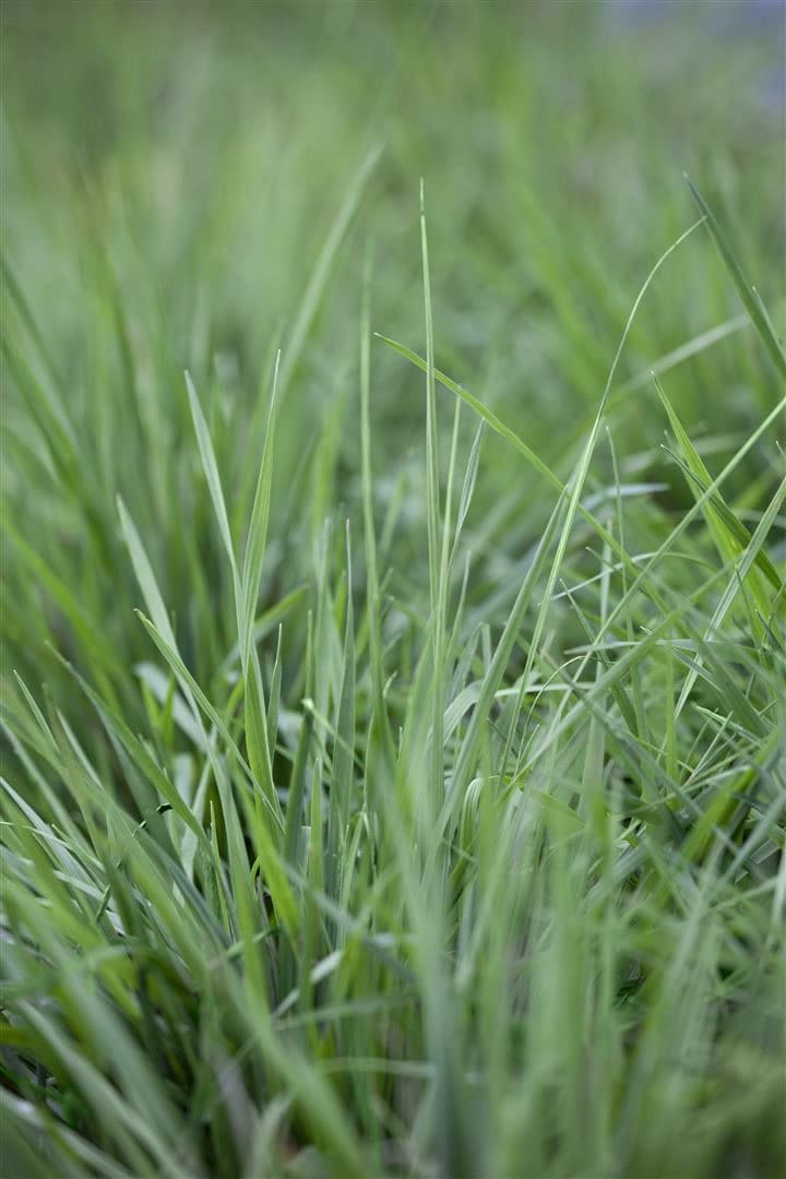 Briza media, Zittergras, ca. 9x9 cm Topf - Bild 1