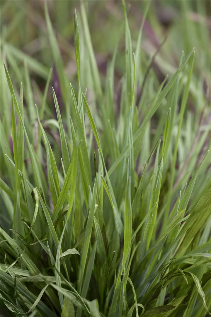 Briza media 'Limouzi', Zittergras, ca. 9x9 cm Topf - Bild 1