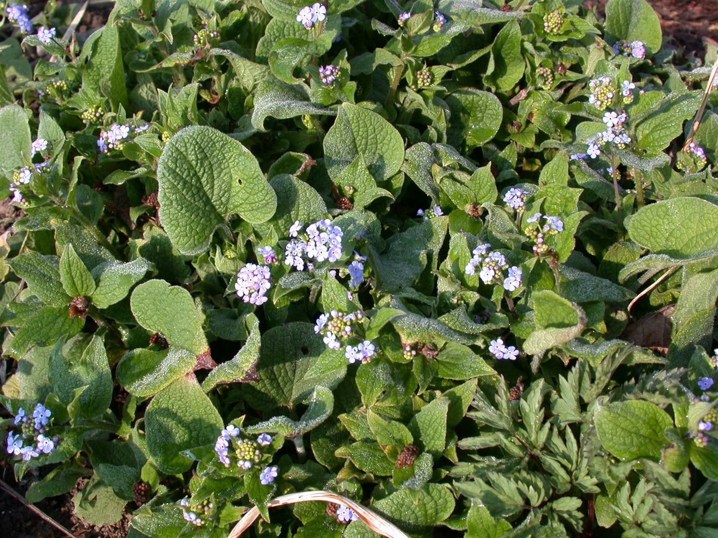 Brunnera macrophylla 'Langtrees', Kaukasusvergissmeinnicht, ca. 9x9 cm Topf - Bild 1