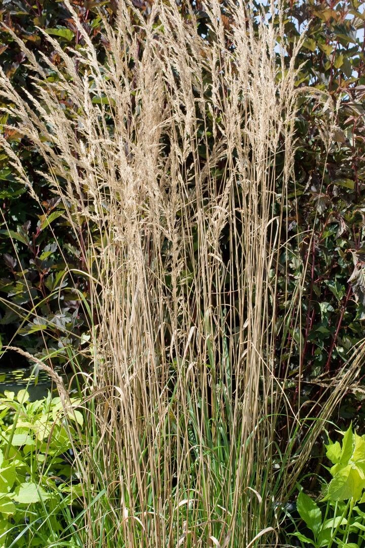 Calamagrostis x acutiflora 'Overdam', Ziergras, ca. 9x9 cm Topf - Bild 1