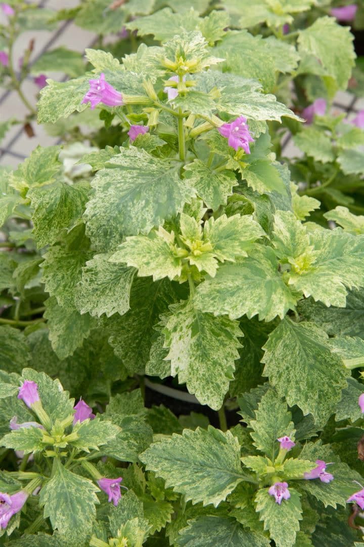 Calamintha grandiflora 'Variegata', Bergminze, buntlaubig, ca. 9x9 cm Topf - Bild 1
