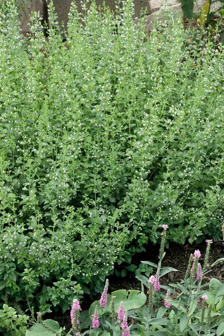 Calamintha nepeta 'White Cloud', Bergminze, wei&szlig;, ca. 9x9 cm Topf - Bild 1