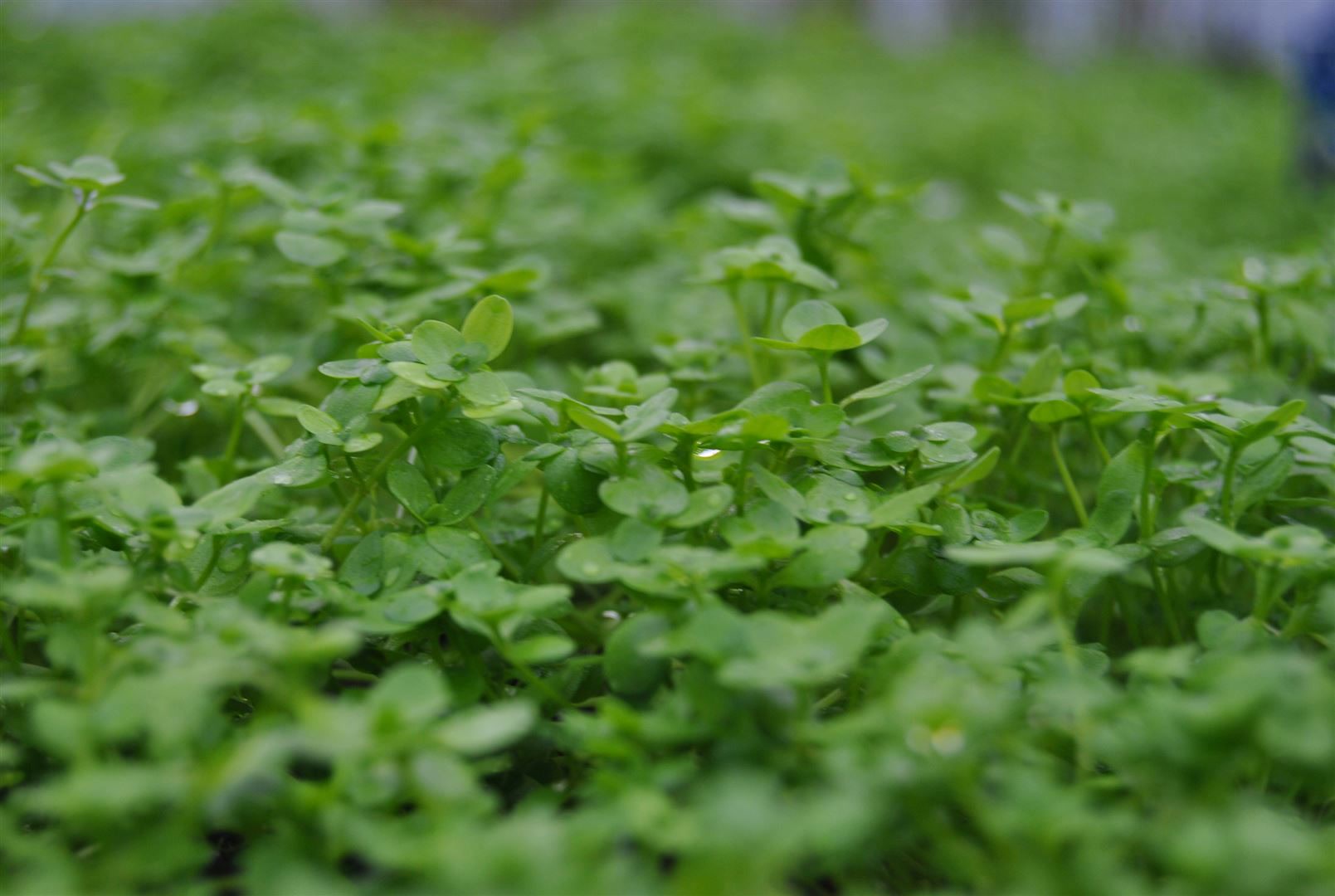 Callitriche palustris, Wasserstern, ca. 9x9 cm Topf - Bild 1