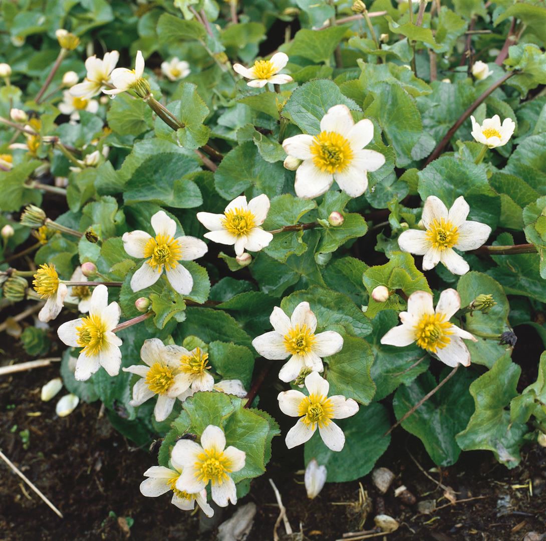 Caltha leptosepala, Sumpfdotterblume, wei&szlig;, ca. 9x9 cm Topf - Bild 1