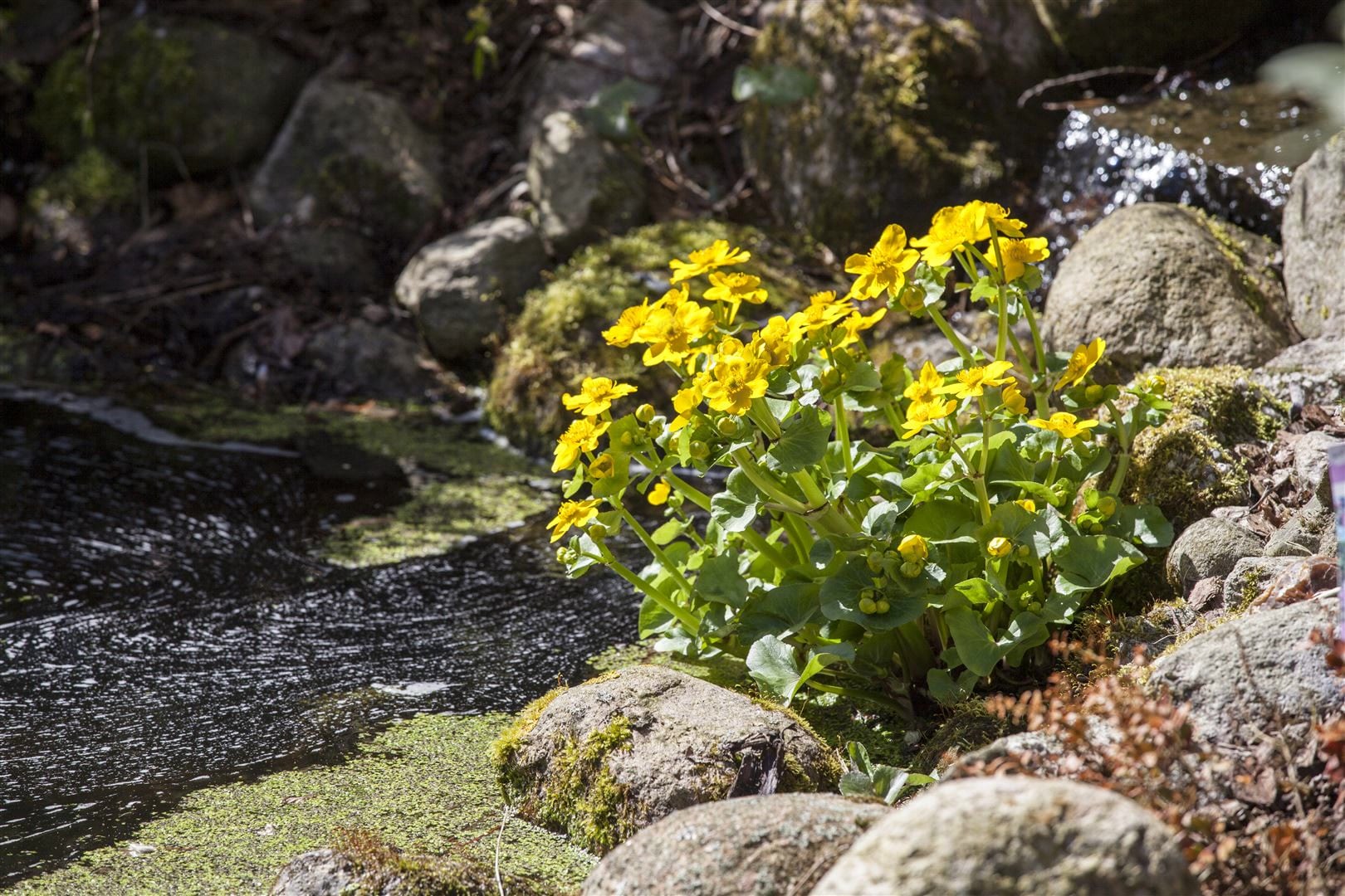 Caltha palustris, Sumpfdotterblume, leuchtend gelb, ca. 9x9 cm Topf - Bild 1