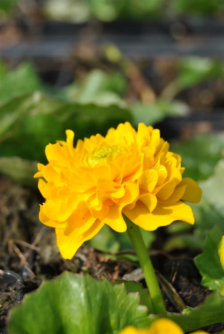 Caltha palustris 'Multiplex', Sumpfdotterblume, gef&uuml;llt, ca. 9x9 cm Topf - Bild 1
