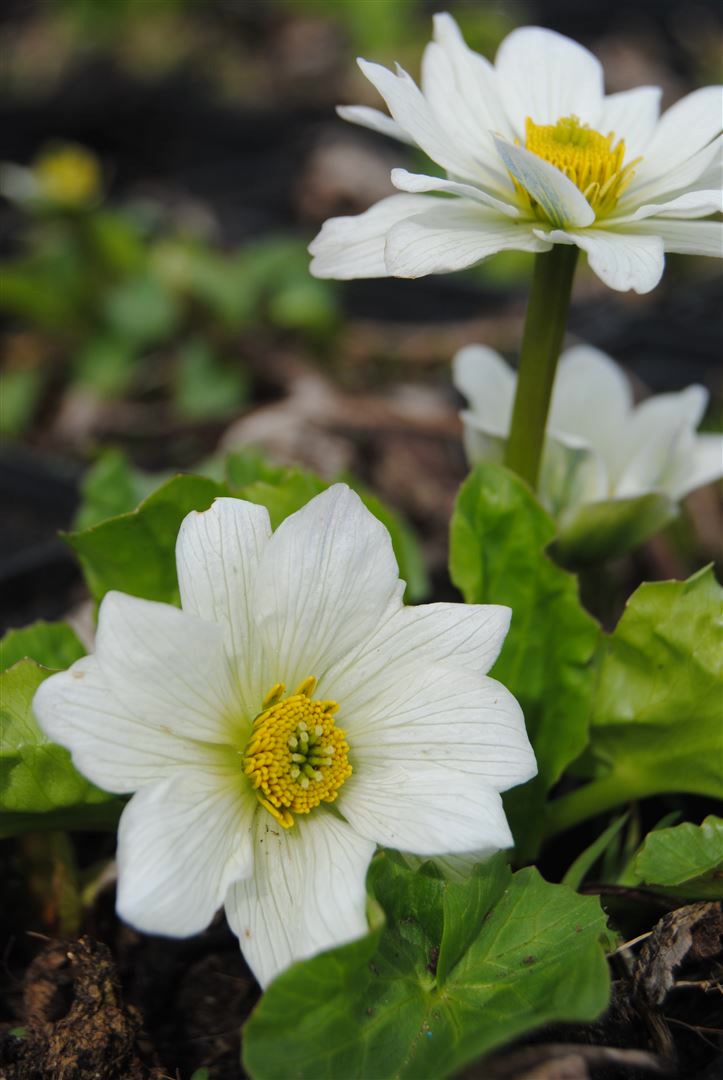Caltha palustris var.alba, Sumpfdotterblume, wei&szlig;, ca. 9x9 cm Topf - Bild 1