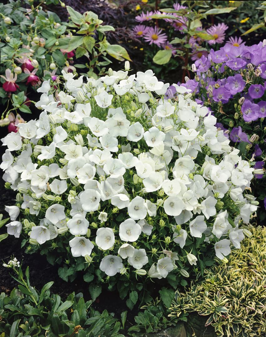 Campanula carpatica 'Wei&szlig;e Clips', Glockenblume, wei&szlig;, ca. 9x9 cm Topf - Bild 1