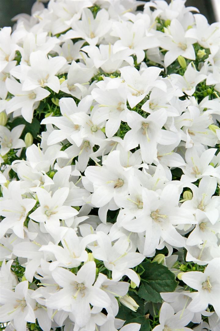 Campanula cochleariif.'Bavar.White', Glockenblume, wei&szlig;, ca. 9x9 cm Topf - Bild 1