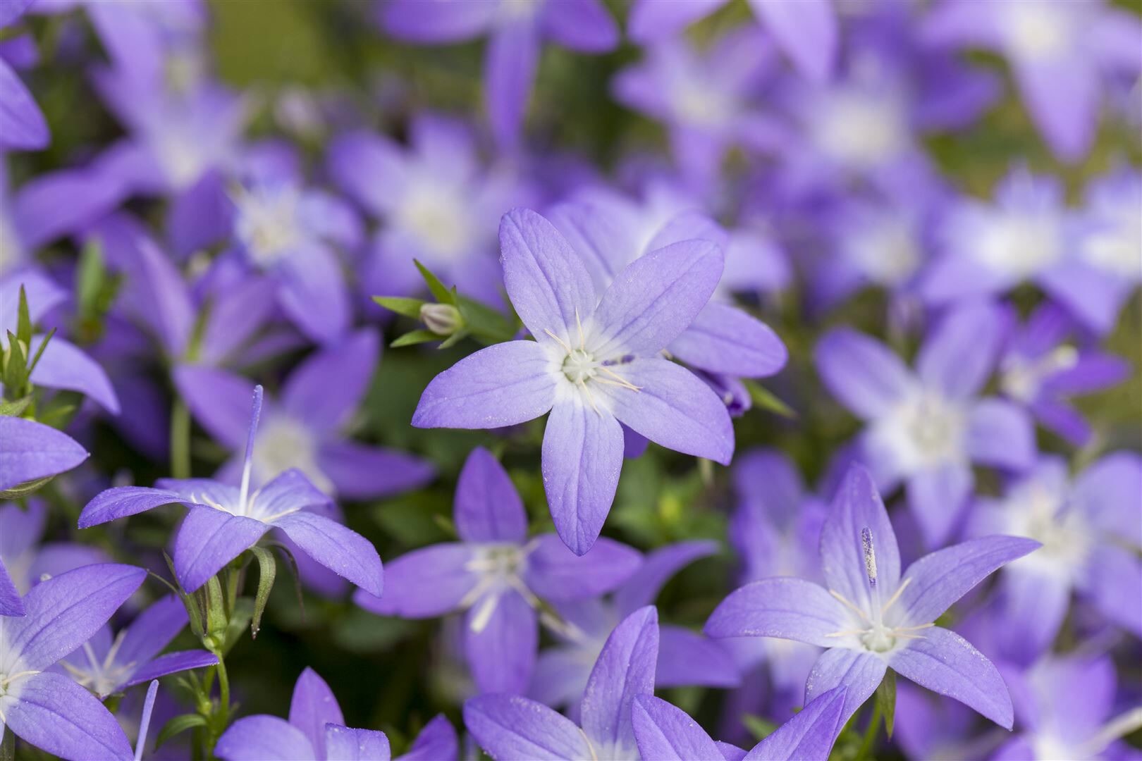 Campanula garganica ‚Erinus Major‘, Glockenblume, blau, ca. 9×9 cm Topf | 04063654256823