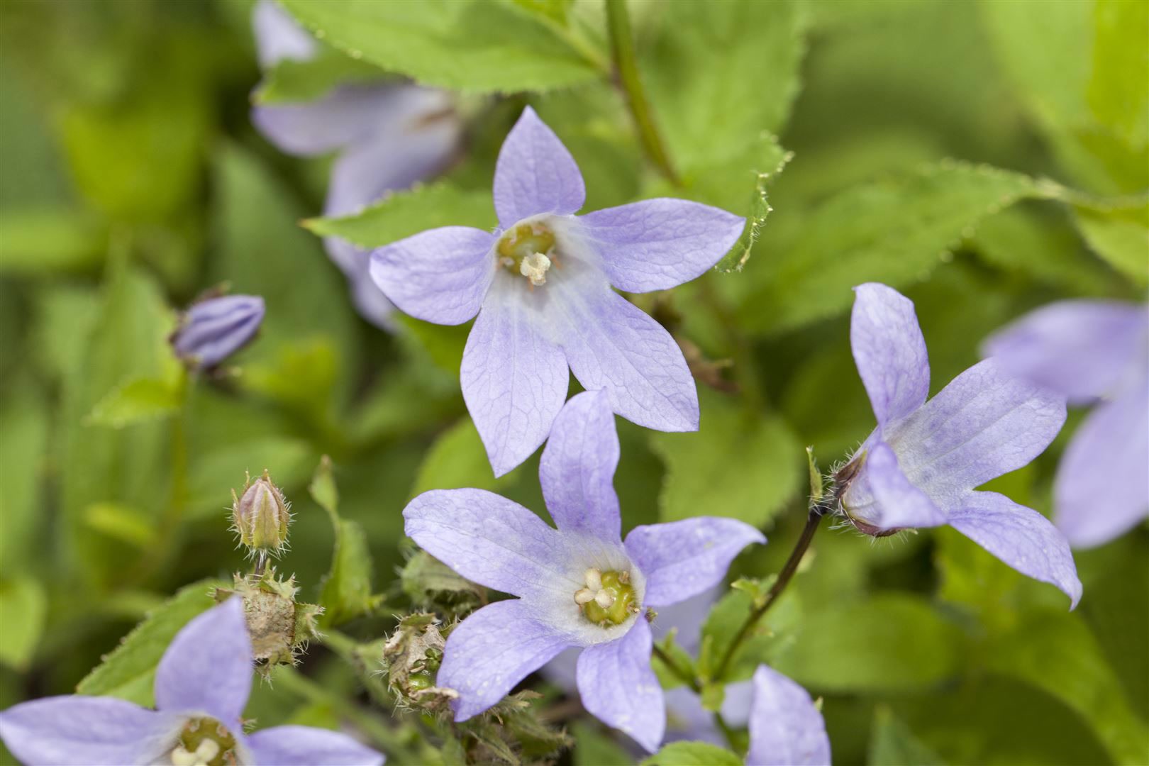Campanula lactiflora, Glockenblume, ca. 9x9 cm Topf