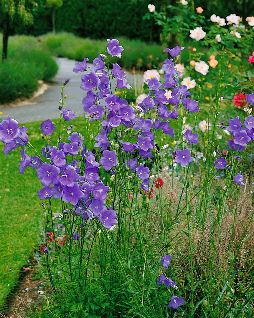 Campanula persicifolia 'Telham Beauty', Glockenblume, blau, ca. 9x9 cm Topf - Bild 1