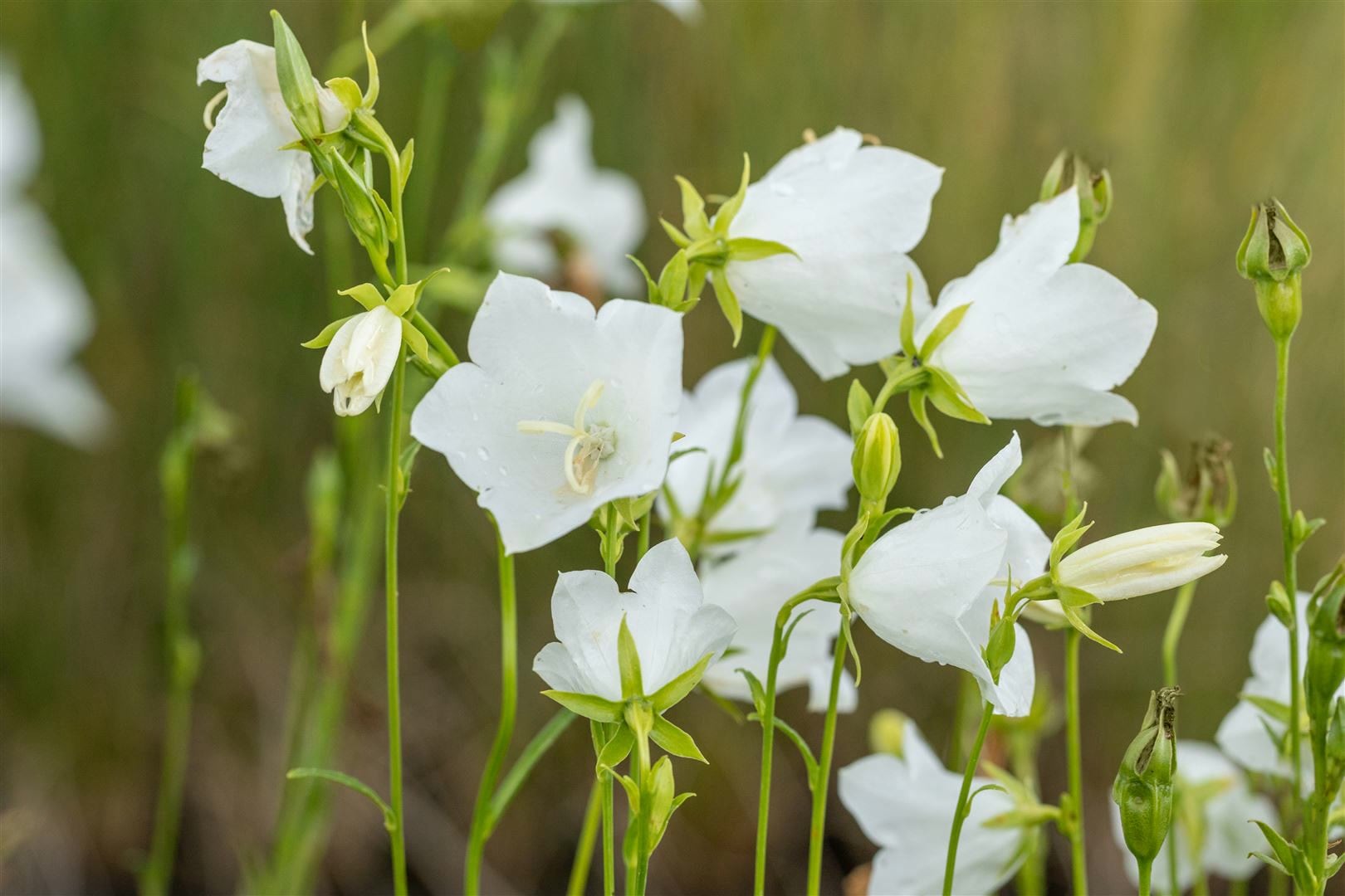 Campanula persicifolia 'Grandiflora Alba', Glockenblume, wei&szlig;, ca. 9x9 cm Topf - Bild 1