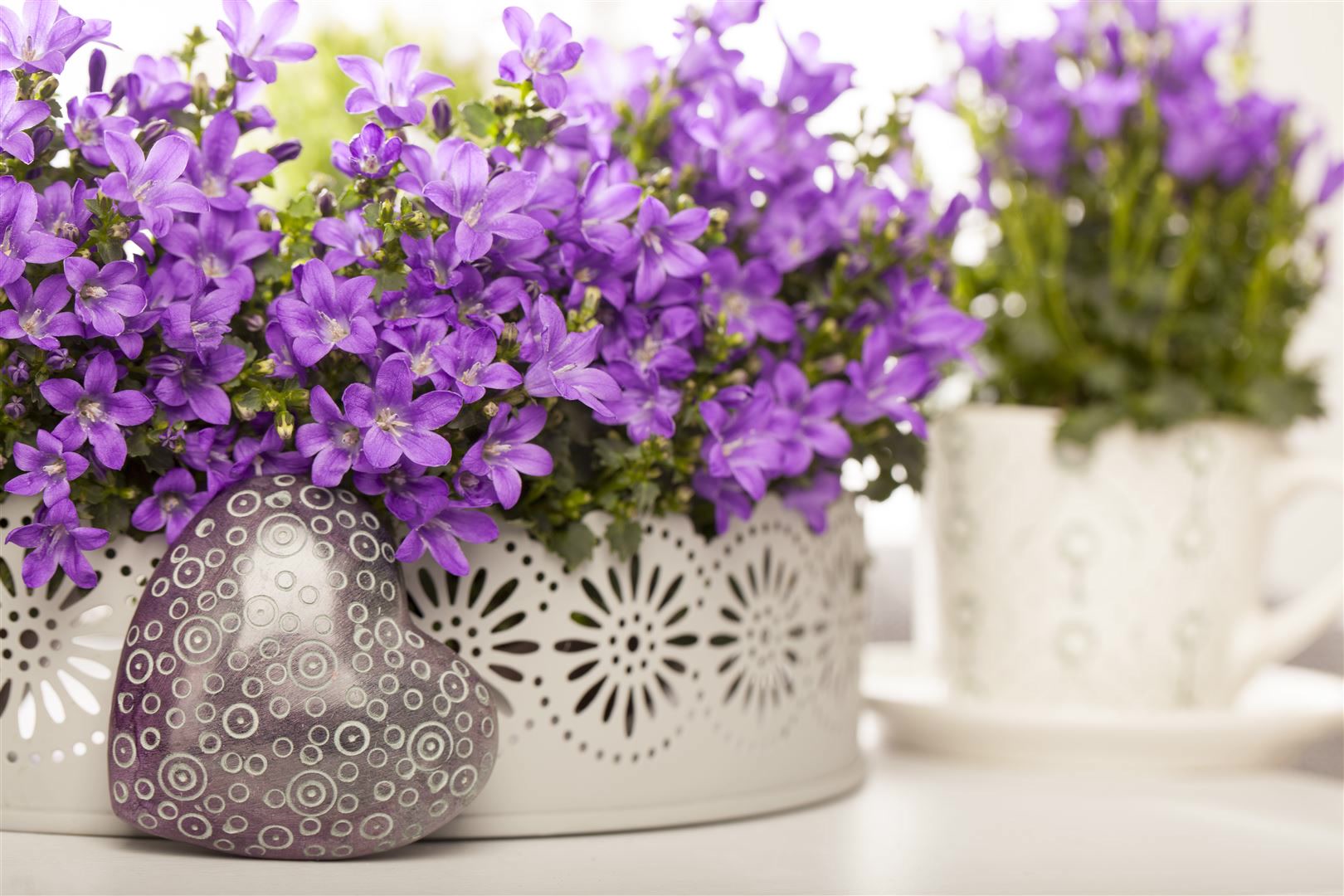 Campanula portenschlagiana, Polsterglockenblume, violett, ca. 9x9 cm Topf - Bild 1