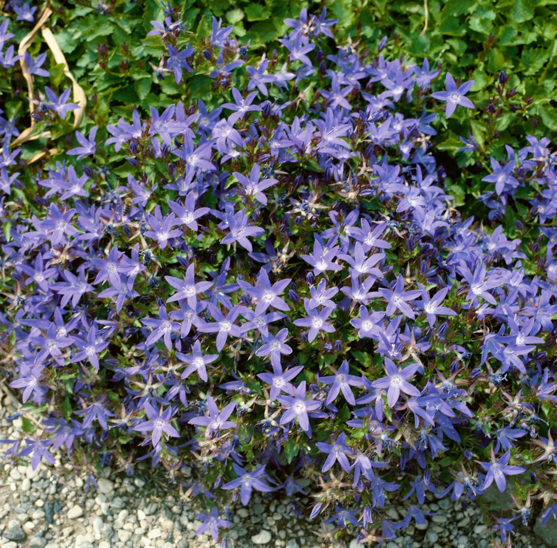 Campanula poscharskyana 'Stella', Polsterglockenblume, ca. 9x9 cm Topf - Bild 1