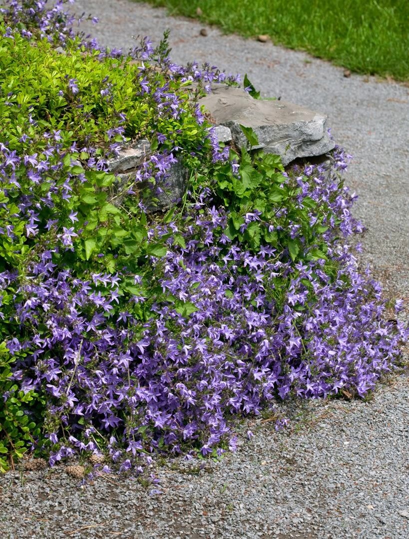 Campanula poscharskyana 'Templiner Teppich', Polster-Glockenblume, ca. 9x9 cm Topf - Bild 1