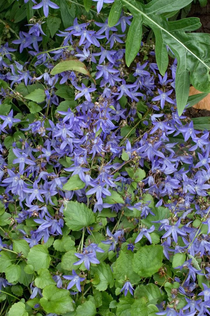 Campanula poscharskyana 'Trollkind', Polsterglockenblume, ca. 9x9 cm Topf - Bild 1
