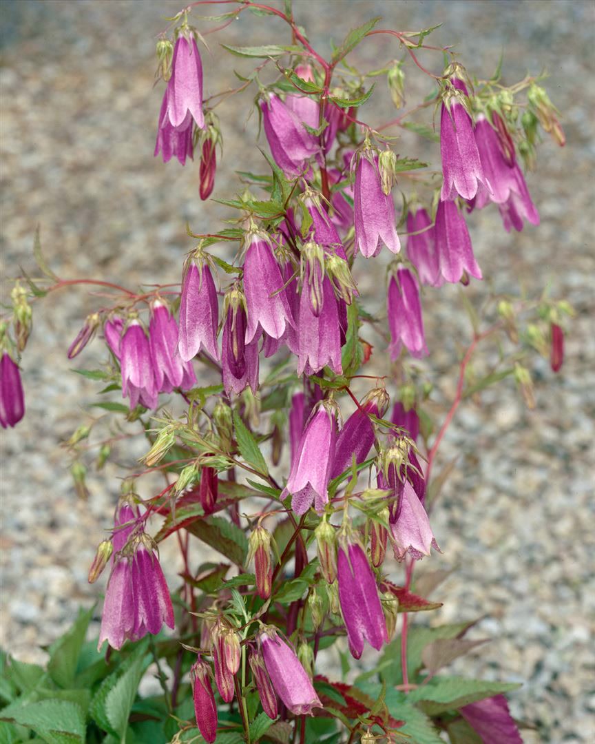 Campanula punctata 'Rubriflora', Glockenblume, rot, ca. 9x9 cm Topf - Bild 1