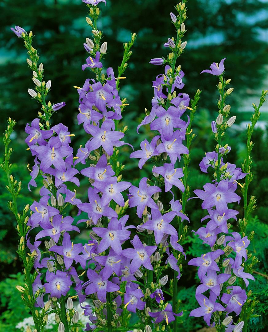Campanula pyramidalis, Glockenblume, ca. 9x9 cm Topf - Bild 1