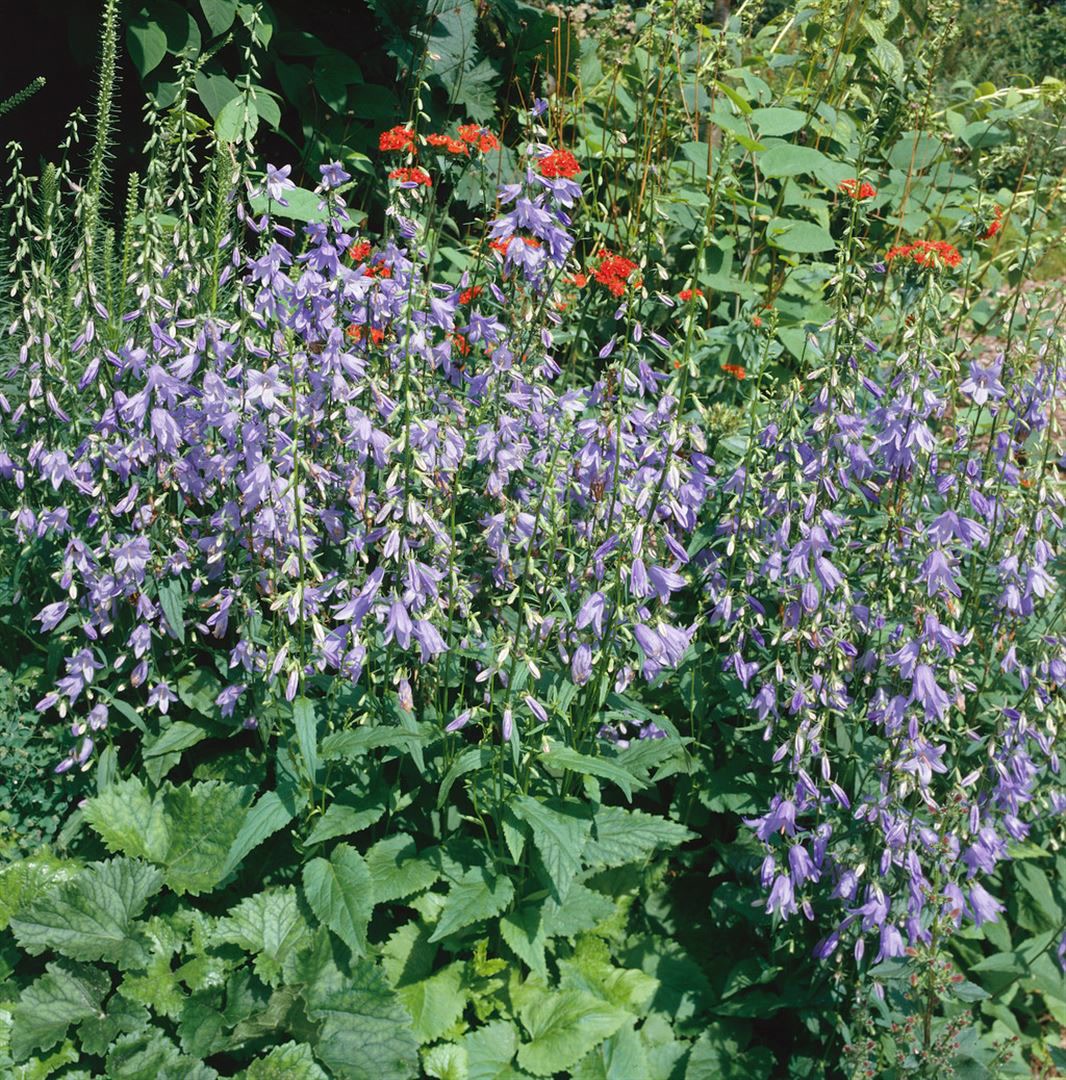 Campanula rapunculoides, Glockenblume, ca. 9x9 cm Topf - Bild 1