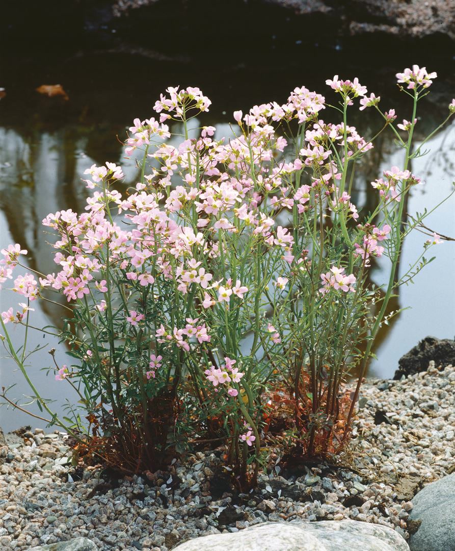 Cardamine trifolia, dreibl&auml;ttrige Zahnwurz, ca. 9x9 cm Topf - Bild 1
