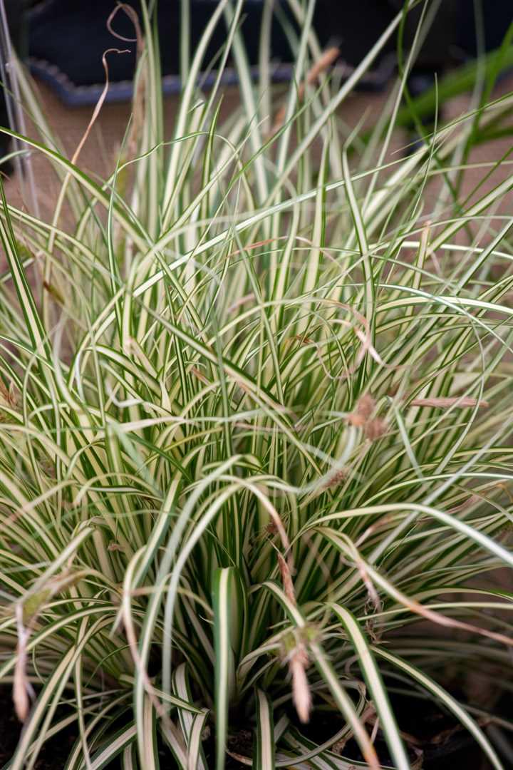 Carex acutiformis, Sumpf-Segge, ca. 9x9 cm Topf - Bild 1