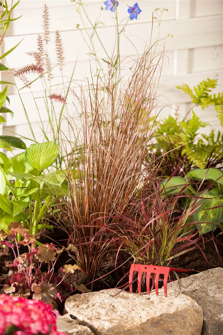 Carex buchananii, Fuchsrote Segge, ca. 9x9 cm Topf - Bild 1