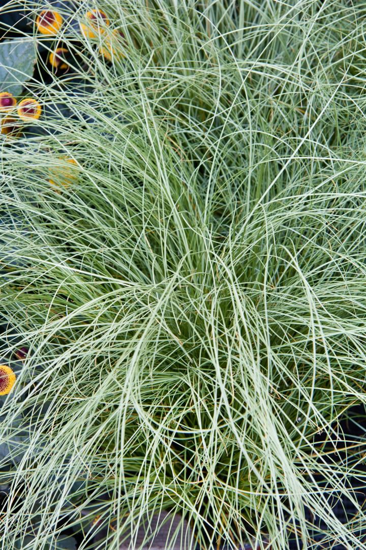 Carex comans 'Amazon Mist', Ziergras, ca. 9x9 cm Topf - Bild 1