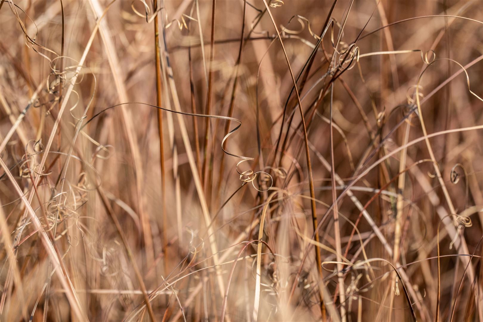 Carex comans 'Bronze', Ziergras, bronzefarben, ca. 9x9 cm Topf - Bild 1