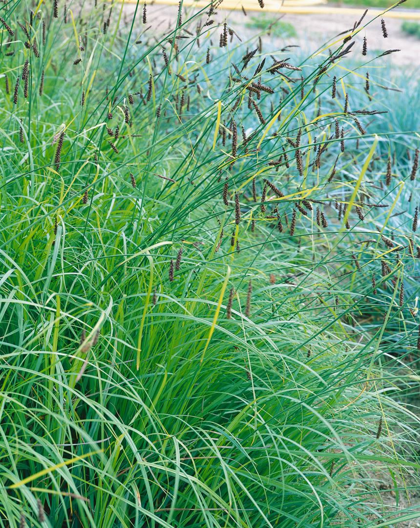 Carex flacca, Blaugr&uuml;ne Segge, ca. 9x9 cm Topf - Bild 1