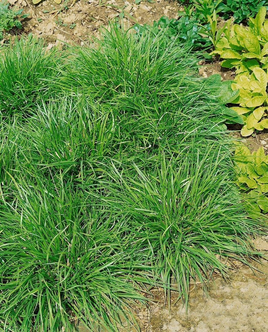 Carex flava, Gelb-Segge, ca. 9x9 cm Topf - Bild 1