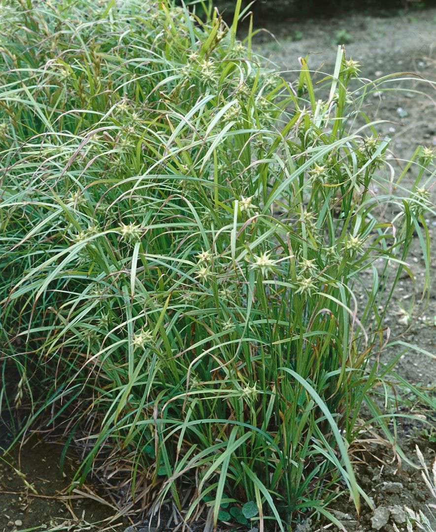 Carex grayi, Morgenstern-Segge, ca. 9x9 cm Topf - Bild 1