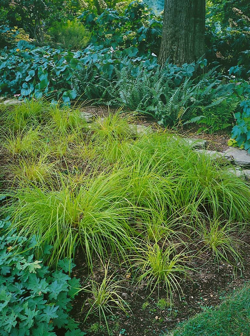 Carex montana, Berg-Segge, ca. 9x9 cm Topf - Bild 1