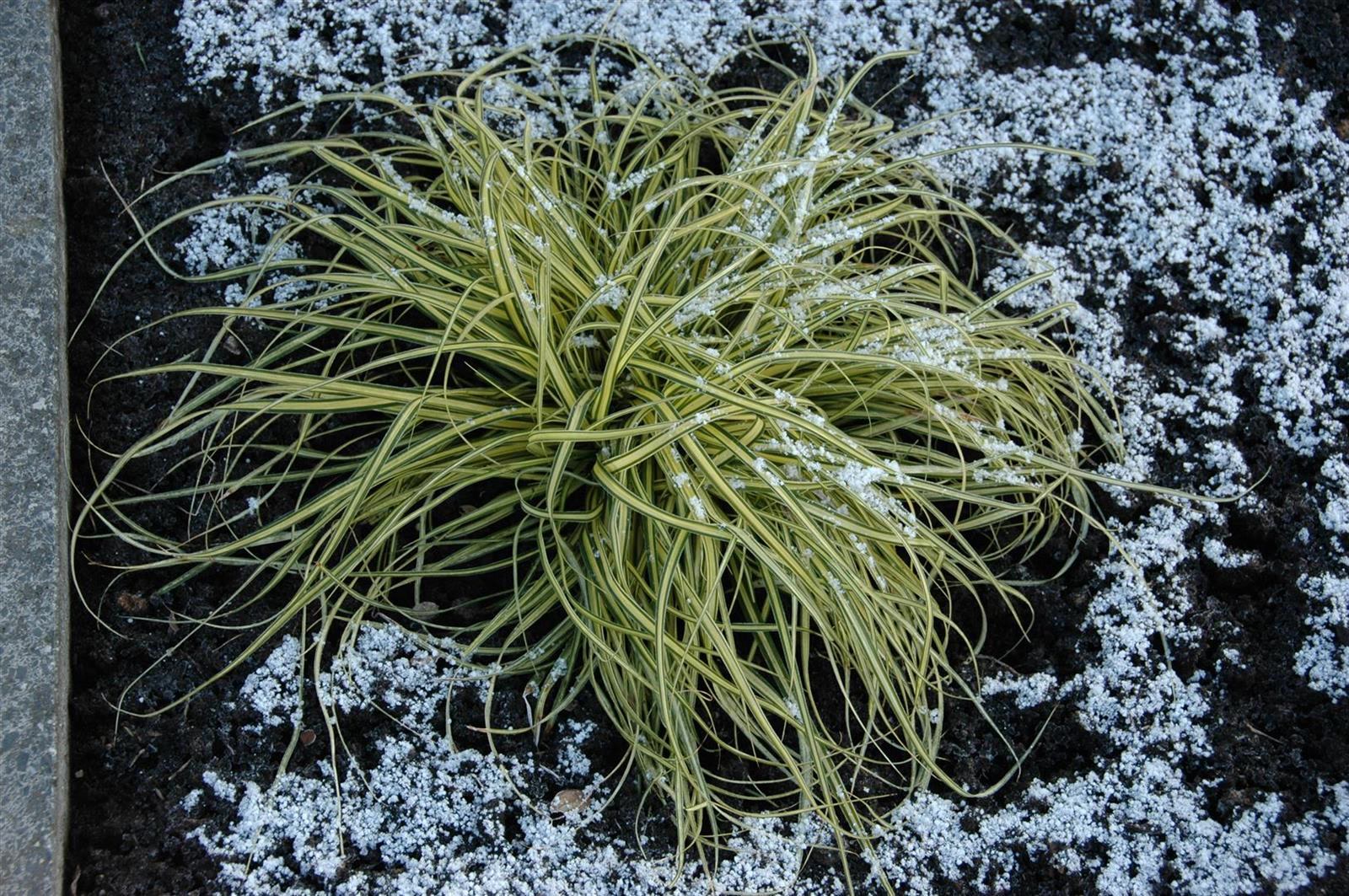 Carex morrowii 'Aureovariegata', Japan-Segge, gelb-gr&uuml;n, ca. 9x9 cm Topf - Bild 1