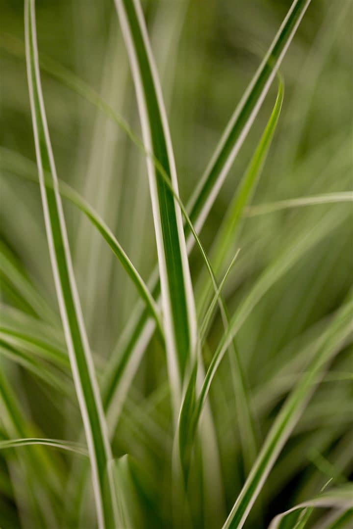 Carex oshimensis 'Everest', Japan-Segge, gr&uuml;n-wei&szlig;, ca. 9x9 cm Topf - Bild 1