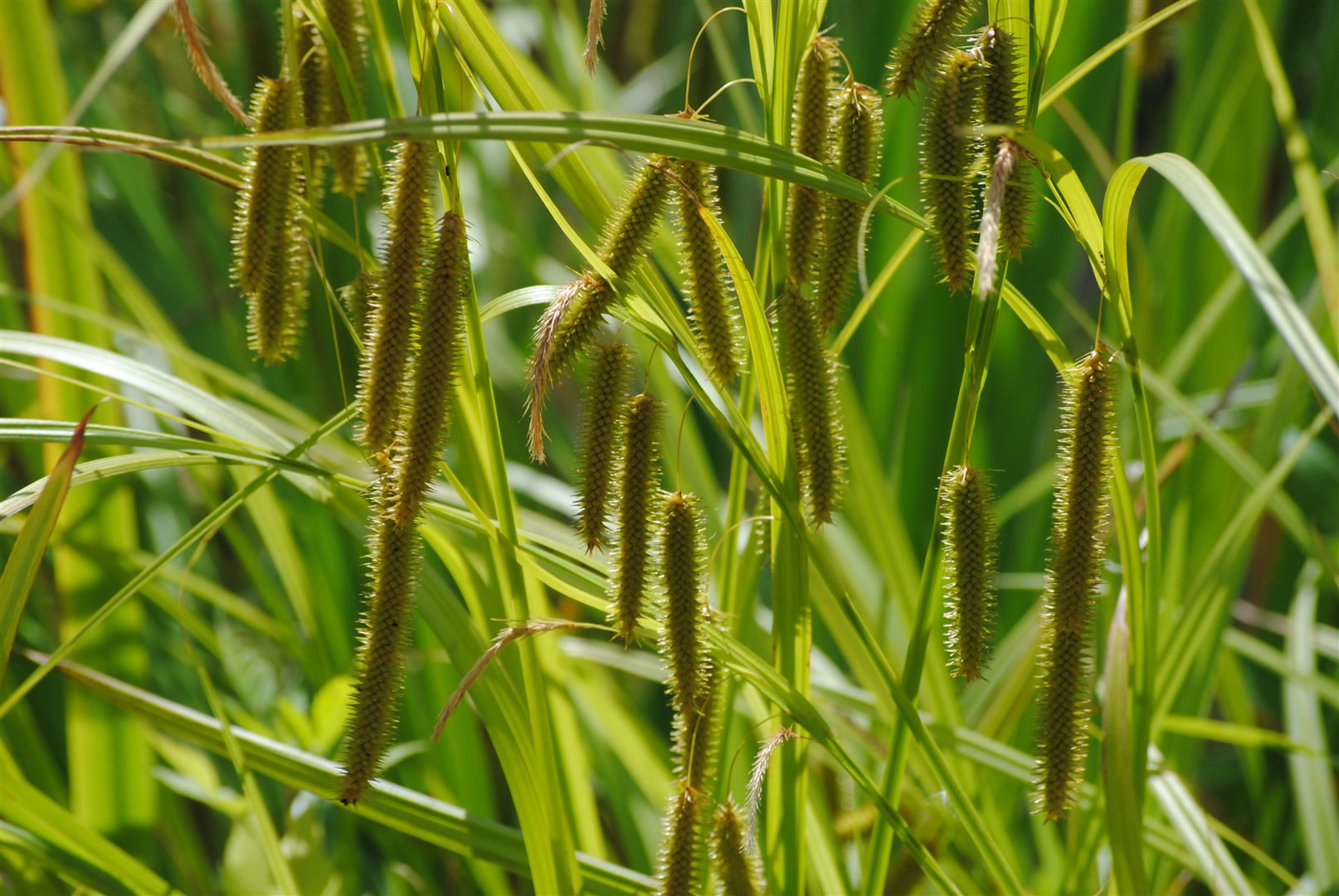 Carex pseudocyperus, Scheinzypergras-Segge, ca. 9x9 cm Topf - Bild 1
