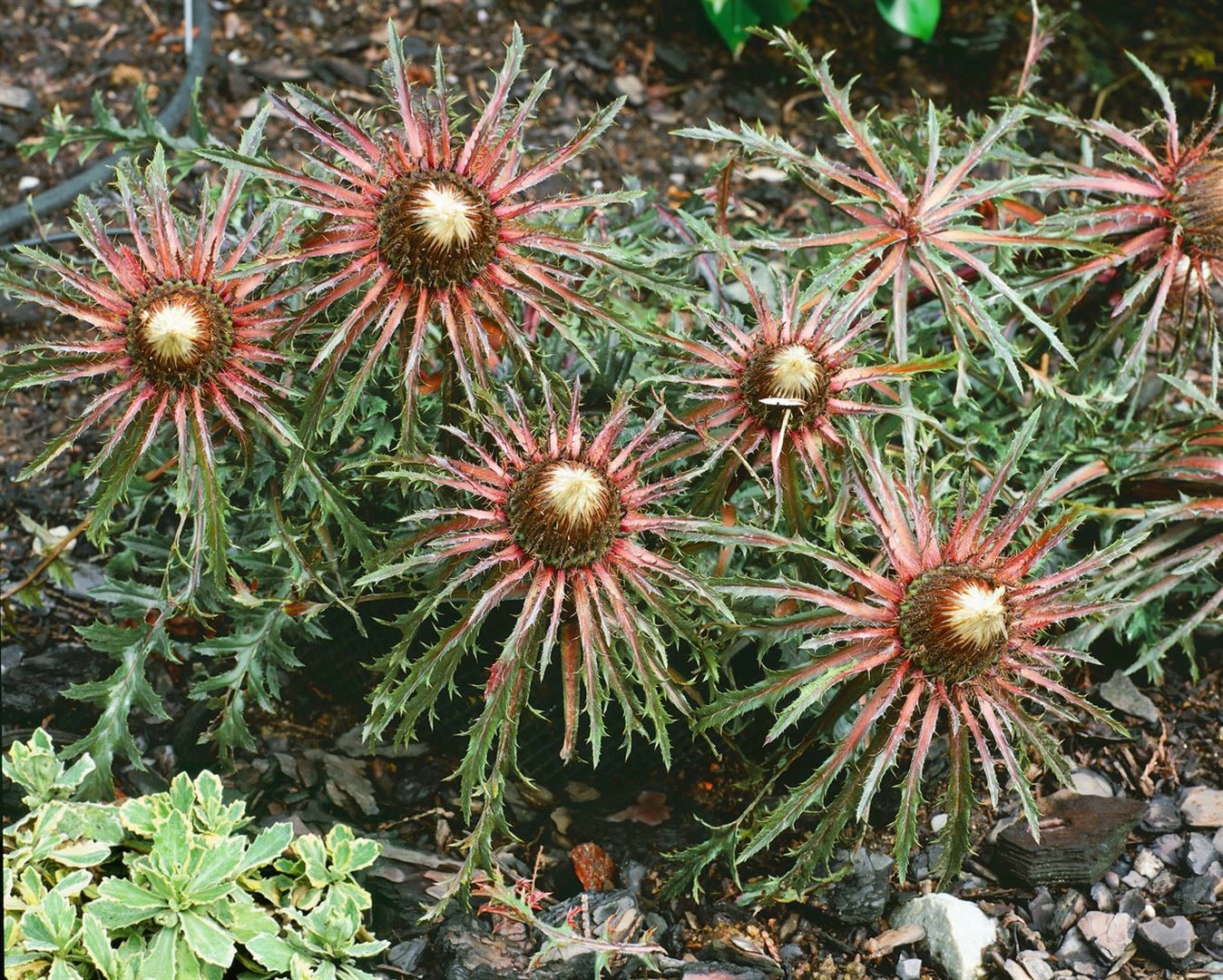Carlina acaulis ssp. simplex, Silberdistel, ca. 9x9 cm Topf - Bild 1
