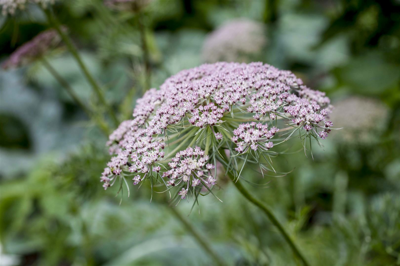 Carum carvi, K&uuml;mmel, aromatisch, ca. 9x9 cm Topf - Bild 1