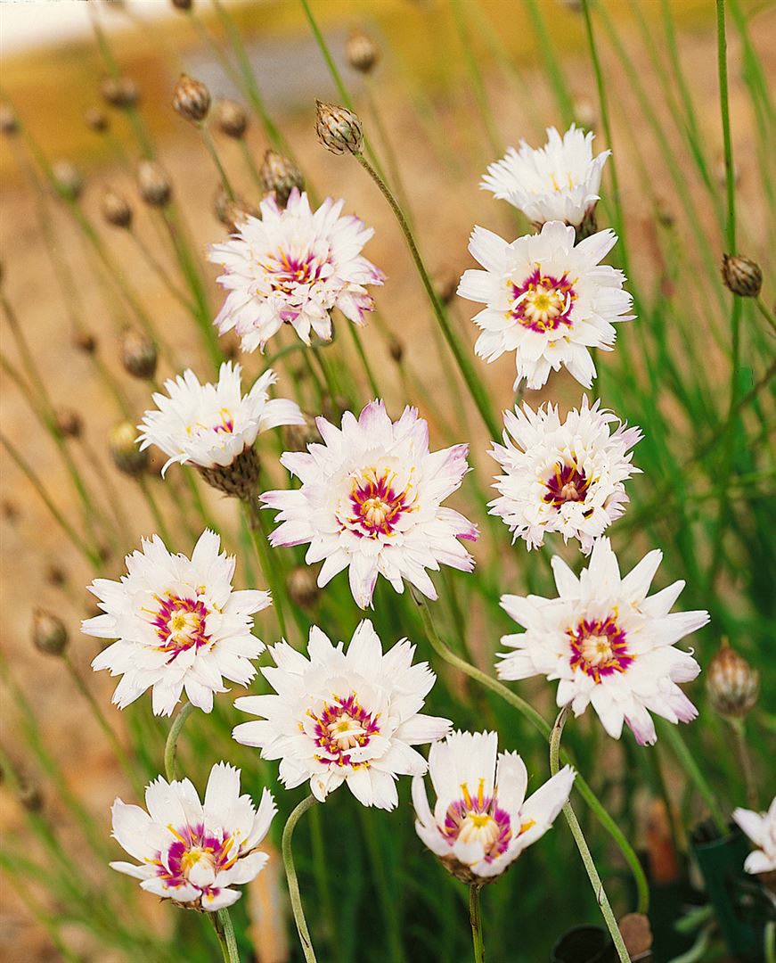 Catananche caerulea 'Alba', wei&szlig;e Bl&uuml;ten, ca. 9x9 cm Topf - Bild 1