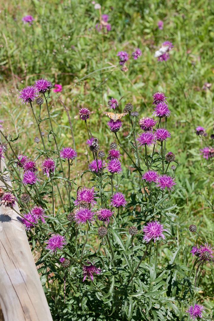 Centaurea bella, Berg-Flockenblume, ca. 9x9 cm Topf - Bild 1