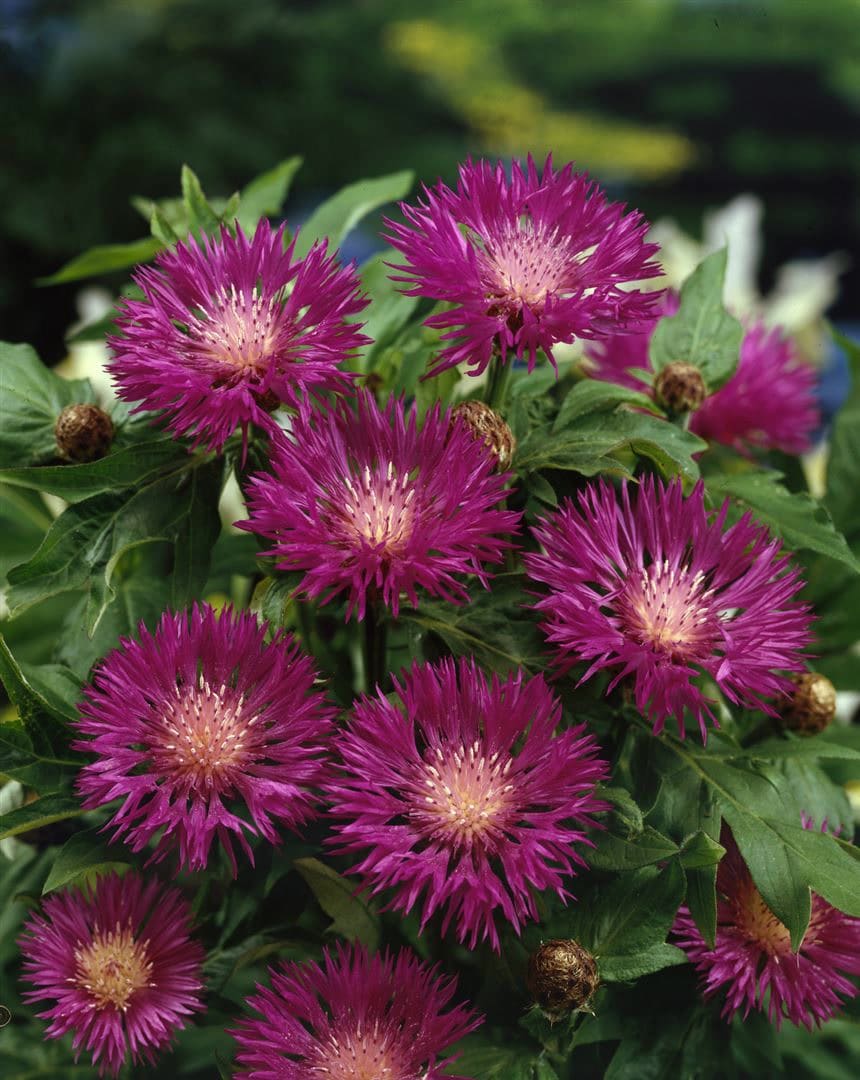 Centaurea dealbata, Flockenblume, rosa Bl&uuml;ten, ca. 9x9 cm Topf - Bild 1