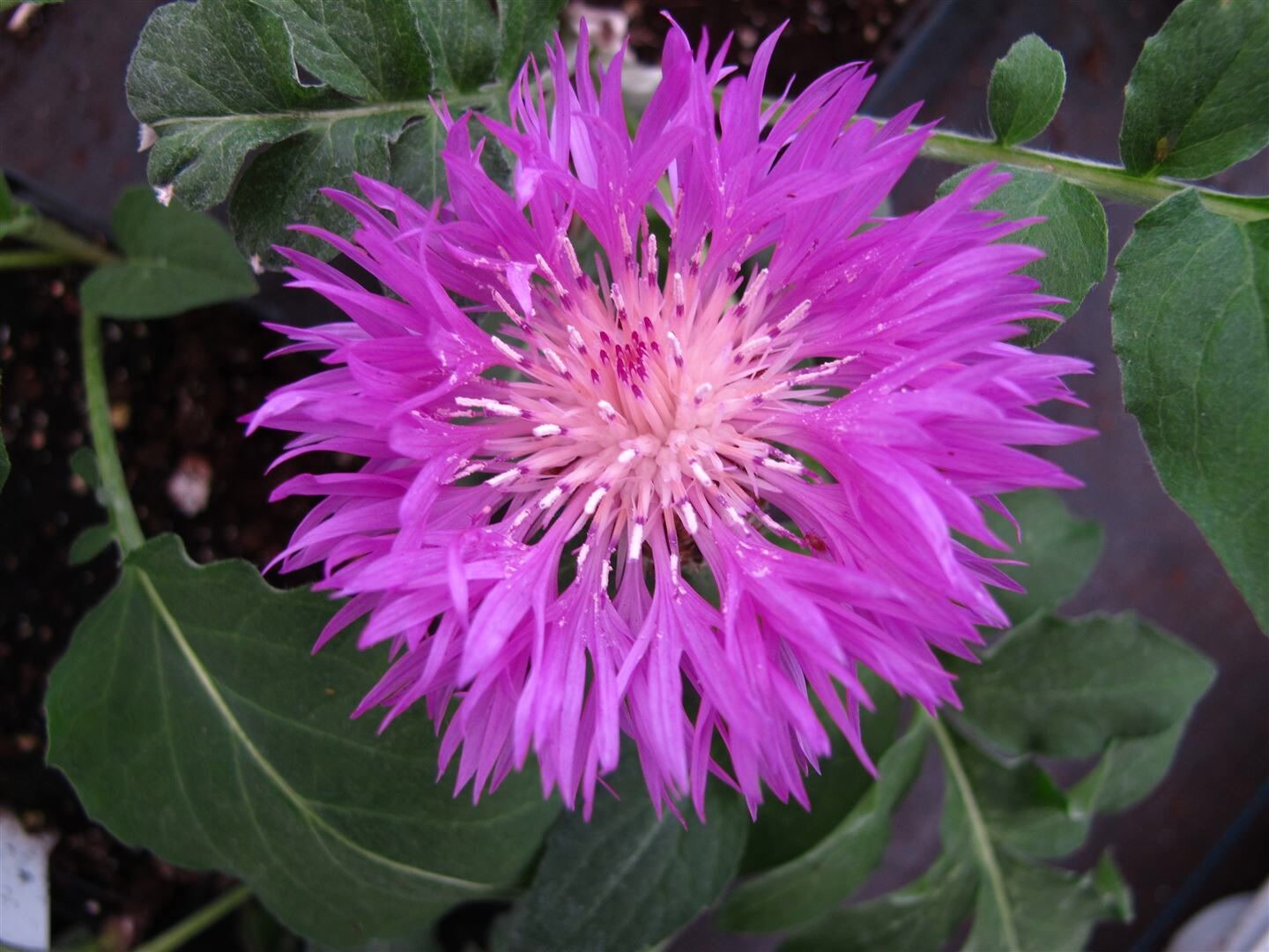 Centaurea hypoleuca ‚John Coutts‘, Flockenblume, rosa, ca. 9×9 cm Topf | 04063654291367