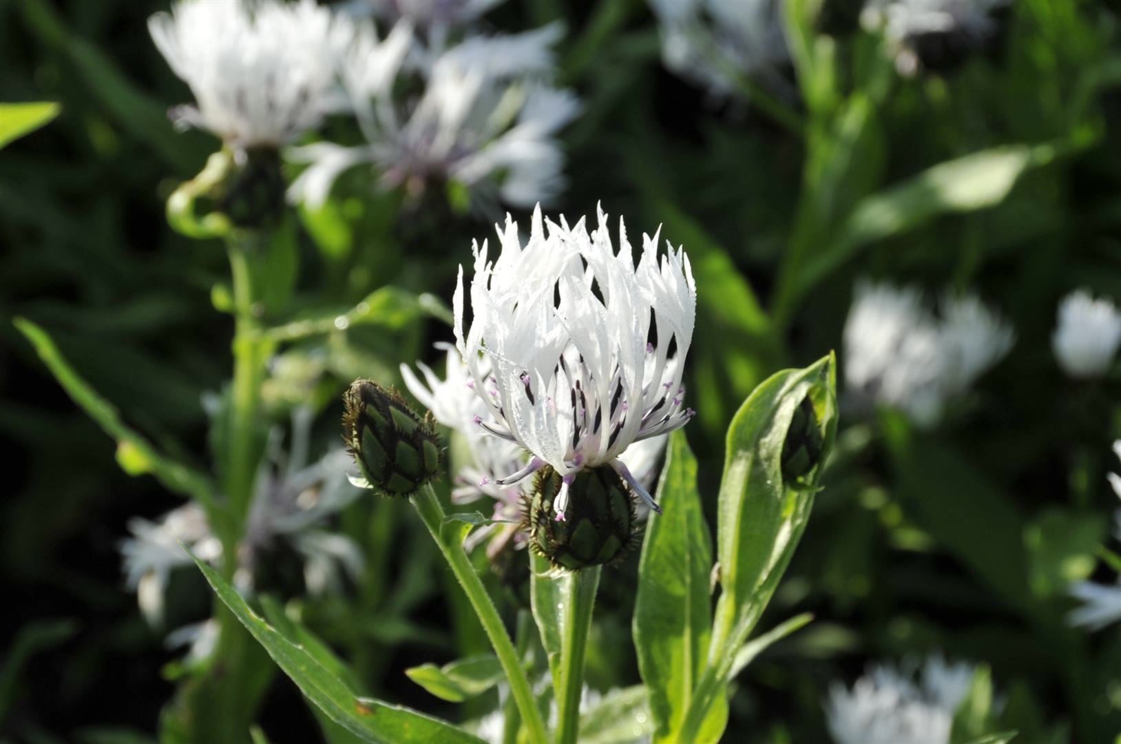Centaurea montana 'Alba', Berg-Flockenblume, wei&szlig;, ca. 9x9 cm Topf - Bild 1