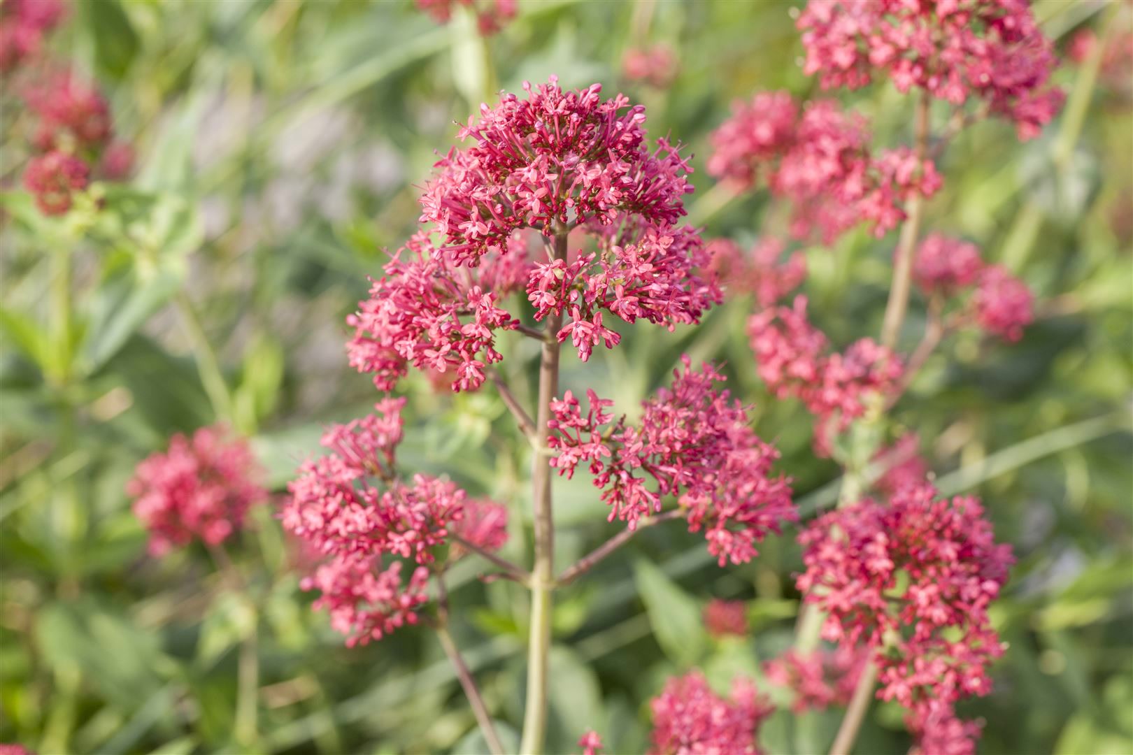 Centranthus ruber 'Coccineus', Rote Spornblume, ca. 9x9 cm Topf - Bild 1