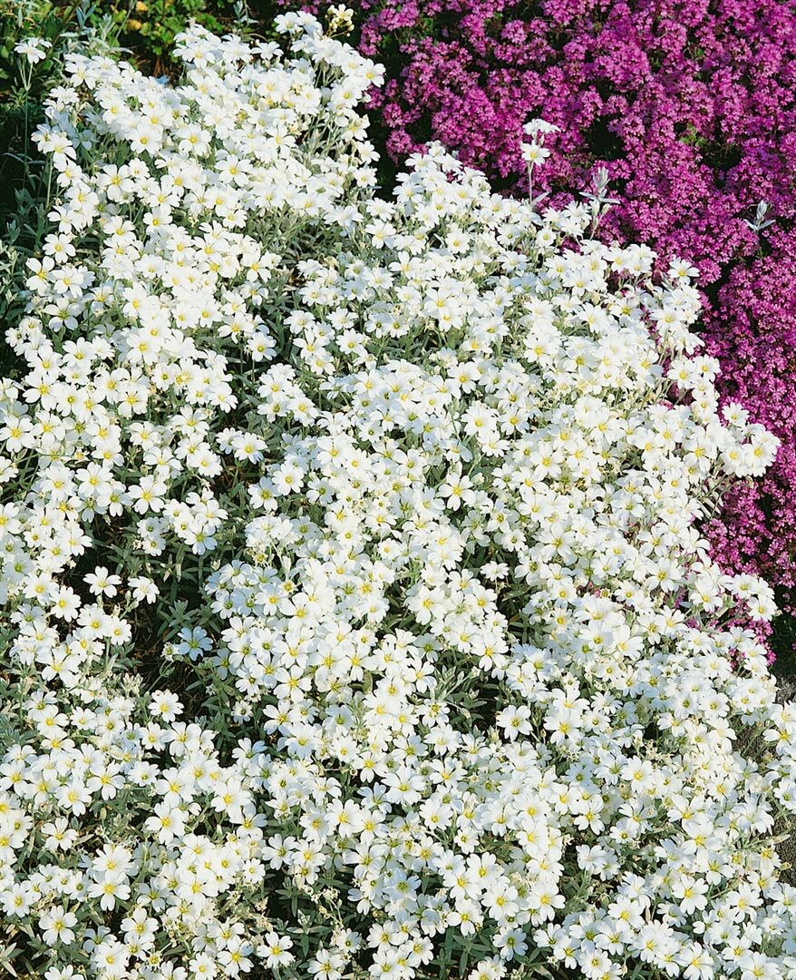 Cerastium tomentosum ‚Silberteppich‘, Hornkraut, silbrig, ca. 9×9 cm Topf | 04063654291503