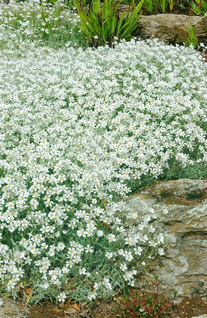 Cerastium tomentosum, Silberteppich, weiß, ca. 9×9 cm Topf | 04063654291510