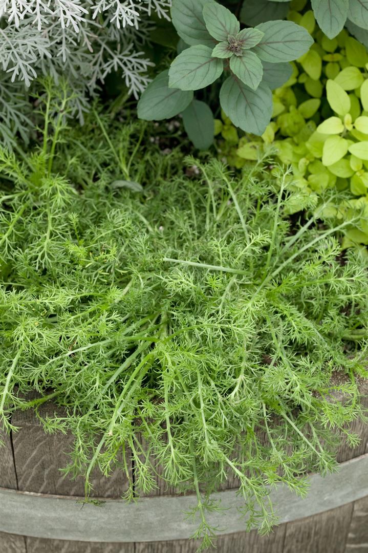 Chamaemelum nobile 'Treneague', R&ouml;mische Kamille, ca. 9x9 cm Topf - Bild 1