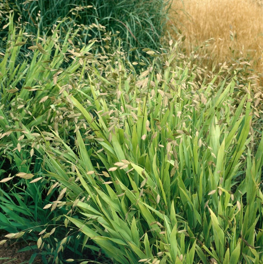 Chasmanthium latifolium, Platt&auml;hrengras, ca. 9x9 cm Topf - Bild 1