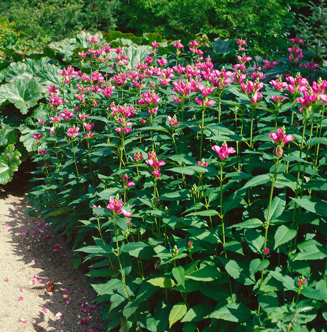 Chelone lyonii 'Hot Lips', Schildblume, rosa, ca. 9x9 cm Topf - Bild 1