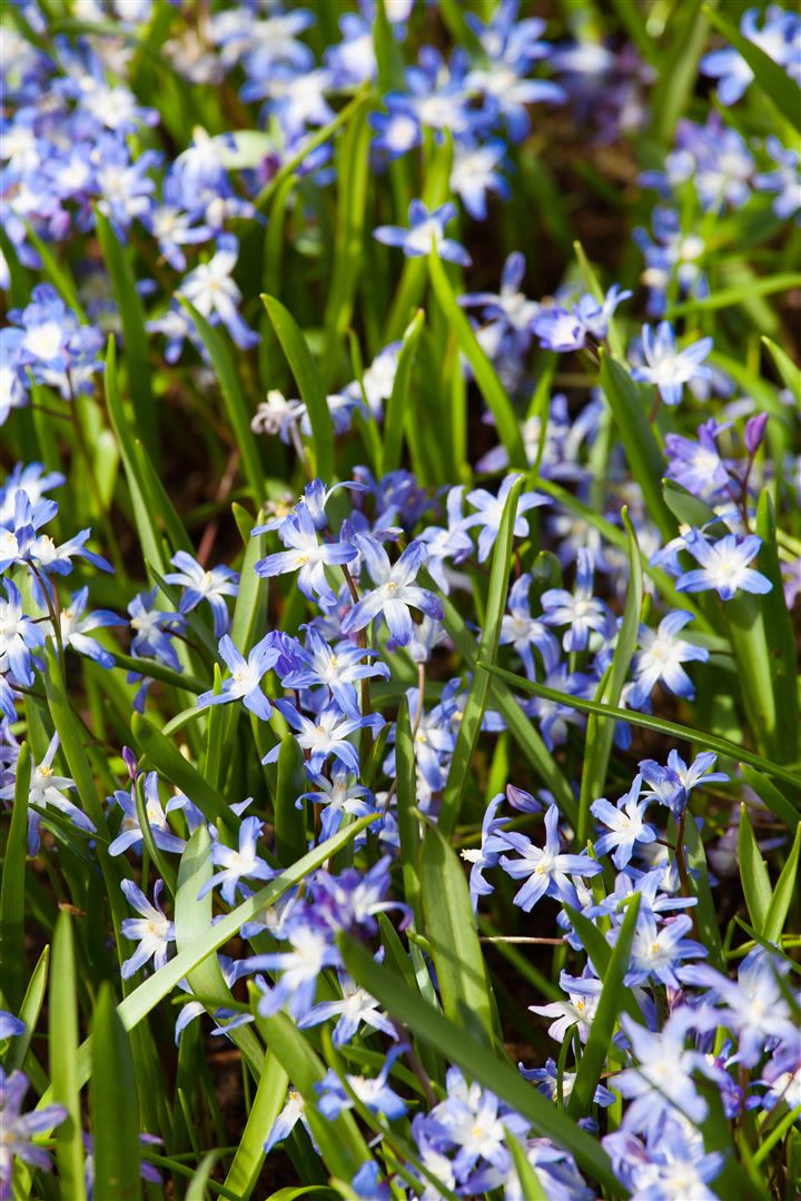 Chionodoxa forbesii, Schneeglanz, blau, ca. 9x9 cm Topf - Bild 1